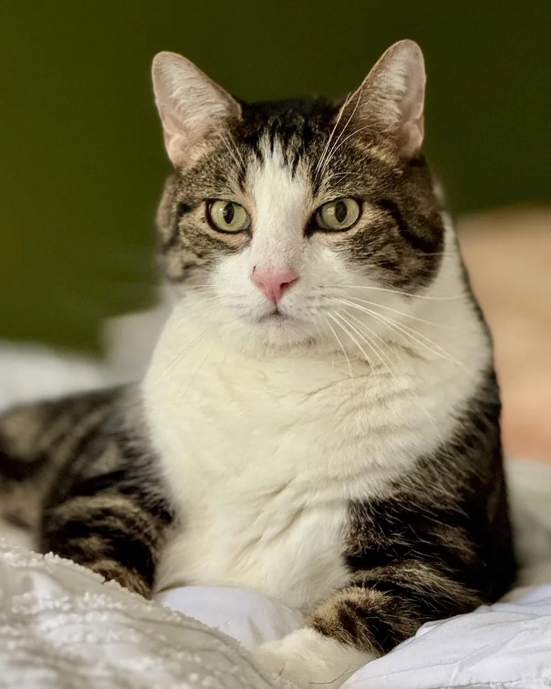 A senior large-sized male Tabby (Brown / Chocolate) Domestic Short Hair cat named Jack & Purr Purr for adoption in Nashville, TN
