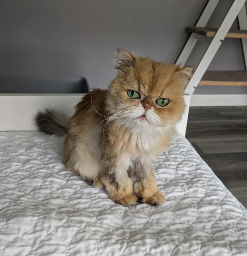 A senior small-sized female Orange & White Persian cat named Godiva for adoption in valparaiso, IN