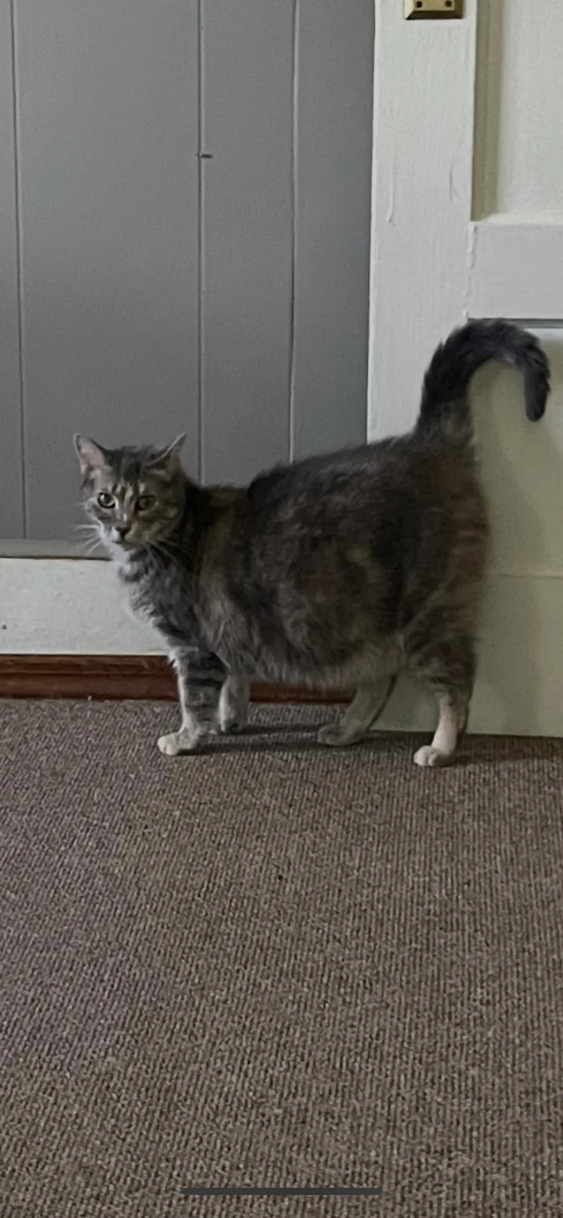 An adult large-sized female Domestic Medium Hair cat named Addie for adoption in Fountain Inn, SC