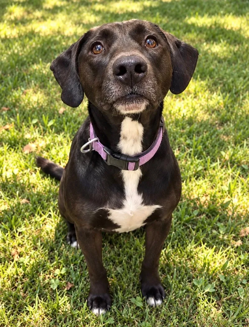 A young medium-sized female Black Labrador Retriever dog named Dusti for adoption in White Lake, MI