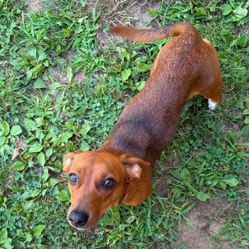 Bella