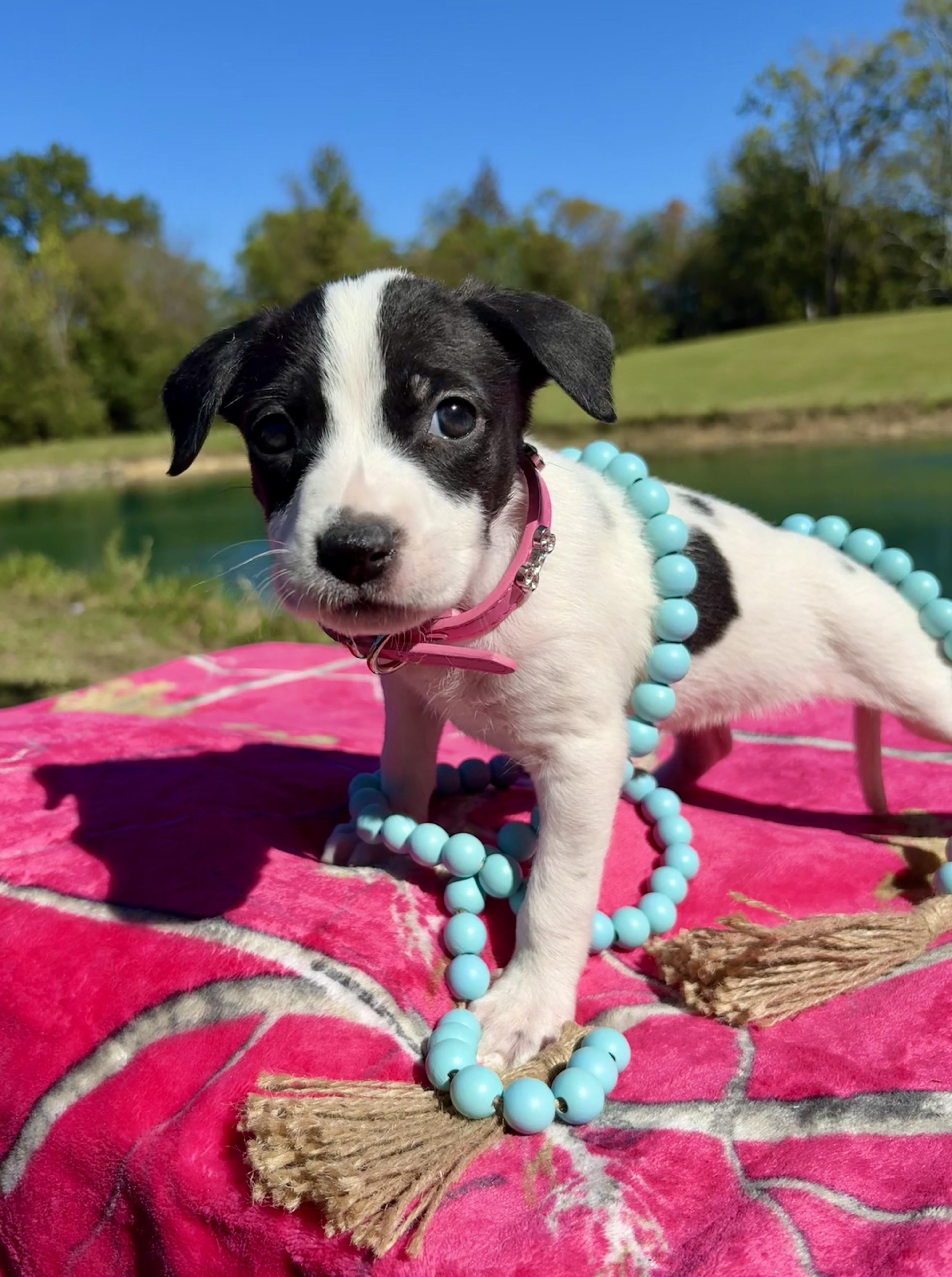 A baby medium-sized female Black Pointer dog named Little Bird for adoption in Pittsboro, NC
