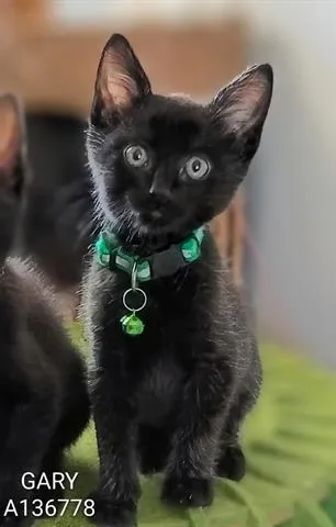 A baby small-sized male Domestic Short Hair cat named Gary for adoption in San Martin, CA