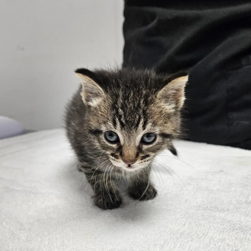 A baby small-sized female Domestic Short Hair cat named Goldenrod for adoption in Oneonta, NY