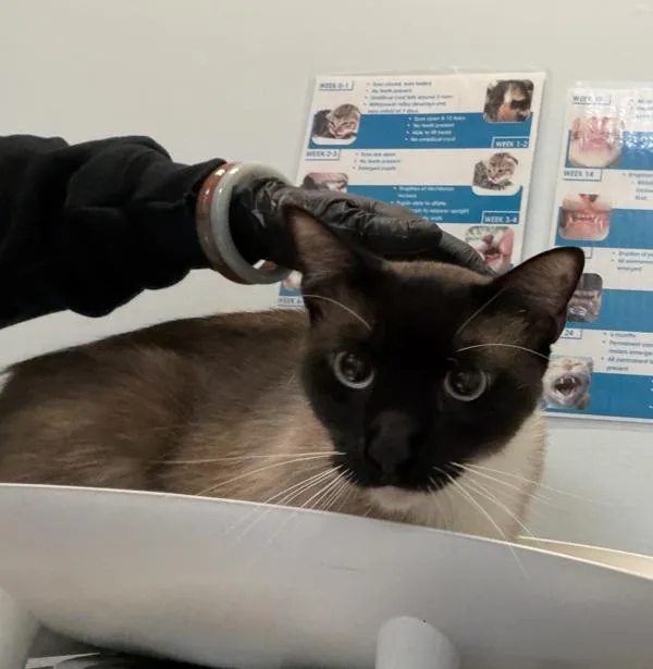 An adult medium-sized male Snowshoe cat named Dean for adoption in San Diego, CA