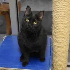 An adult medium-sized male Black Domestic Short Hair cat named Rossi  Show Stopping for adoption in Oshkosh, WI