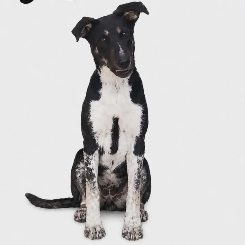 A baby medium-sized female Australian Cattle Dog / Blue Heeler dog named Lola for adoption in Parker, CO
