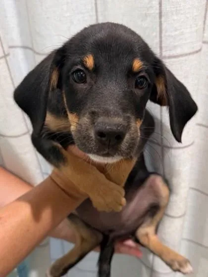 A baby medium-sized female Labrador Retriever dog named Rumi for adoption in Madison, NJ