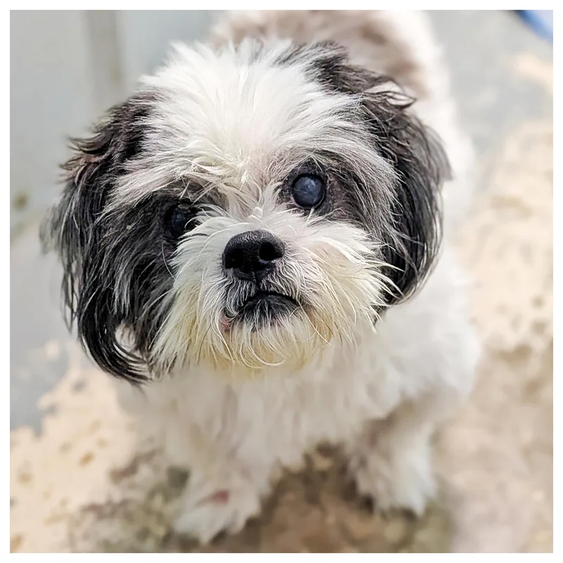 A senior small-sized male White / Cream Shih Tzu dog named Max for adoption in Eustis, FL