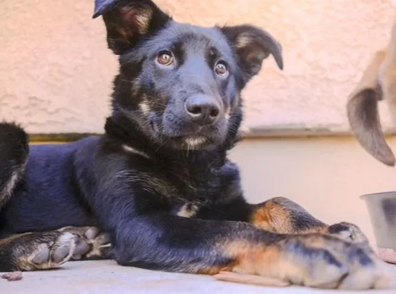 A baby medium-sized male Shepherd dog named Liam for adoption in Valley Village, CA