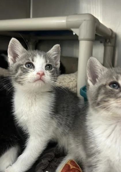 A baby small-sized male Gray & White Domestic Short Hair cat named Mr. Shirley for adoption in Annapolis, MD