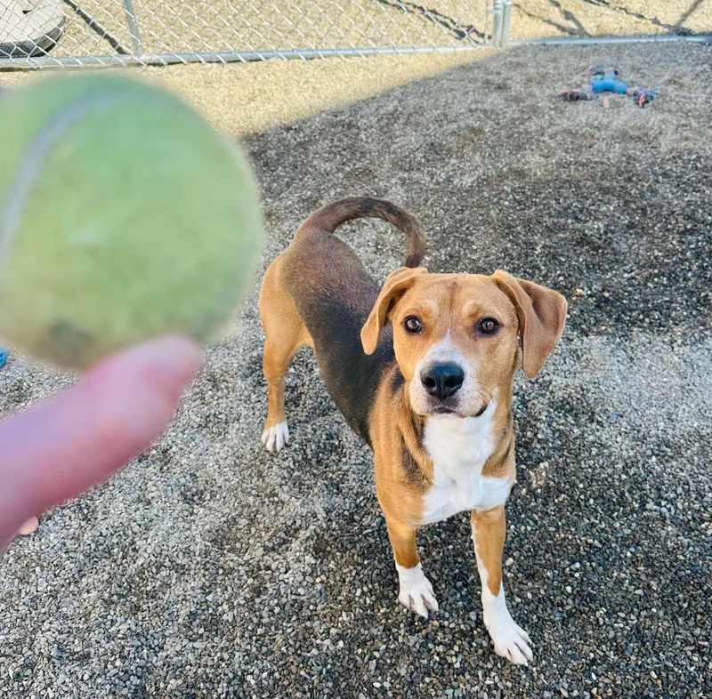 Robin Hood thumbnail 2