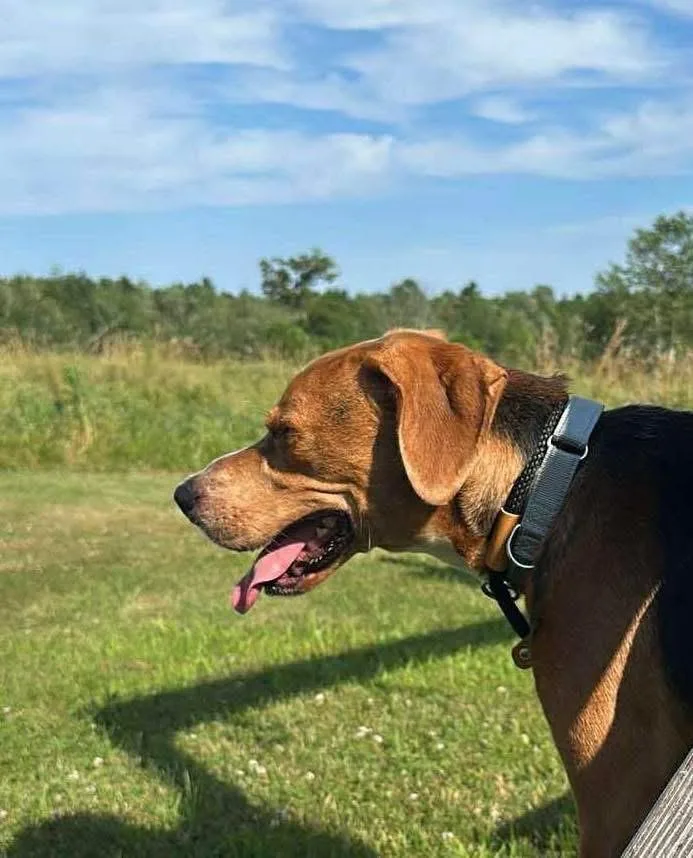 Robin Hood thumbnail 3