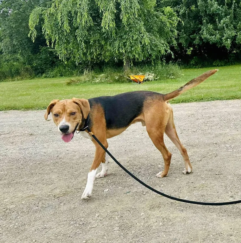 Robin Hood thumbnail 5