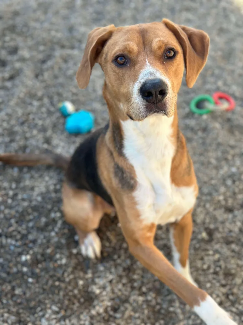 Robin Hood thumbnail 6