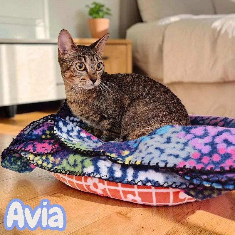 A young medium-sized female Domestic Short Hair cat named Avia for adoption in Sorrento, LA
