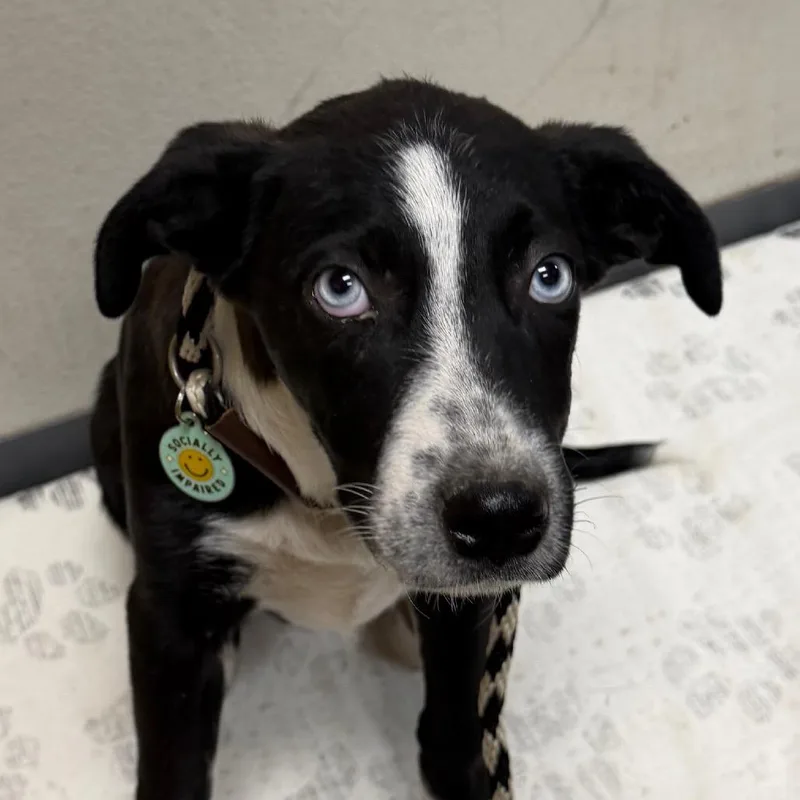 A baby small-sized female Black Australian Shepherd dog named Marie for adoption in Yuma, AZ