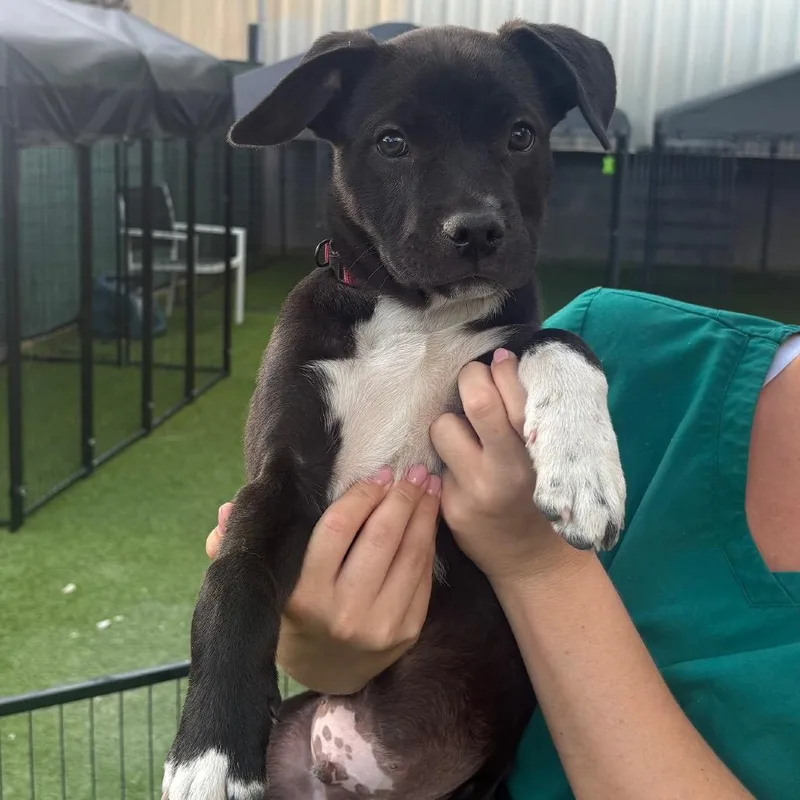 A baby small-sized male Black Pit Bull Terrier dog named Roley for adoption in Tampa, FL