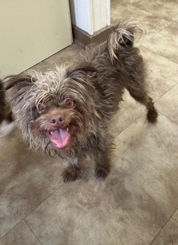 A young small-sized male Terrier dog named Moe for adoption in Springfield, OH