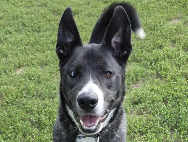 An adult large-sized male Husky dog named Miso for adoption in Omaha, NE