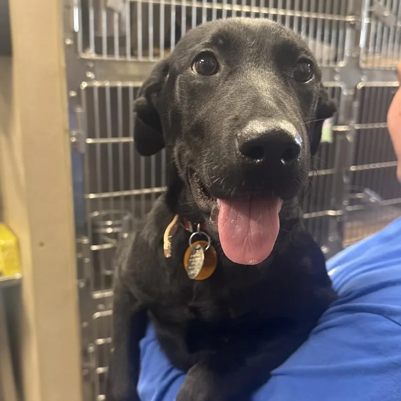 A baby small-sized female Mixed Breed dog named LA Troy for adoption in Port Washington, NY