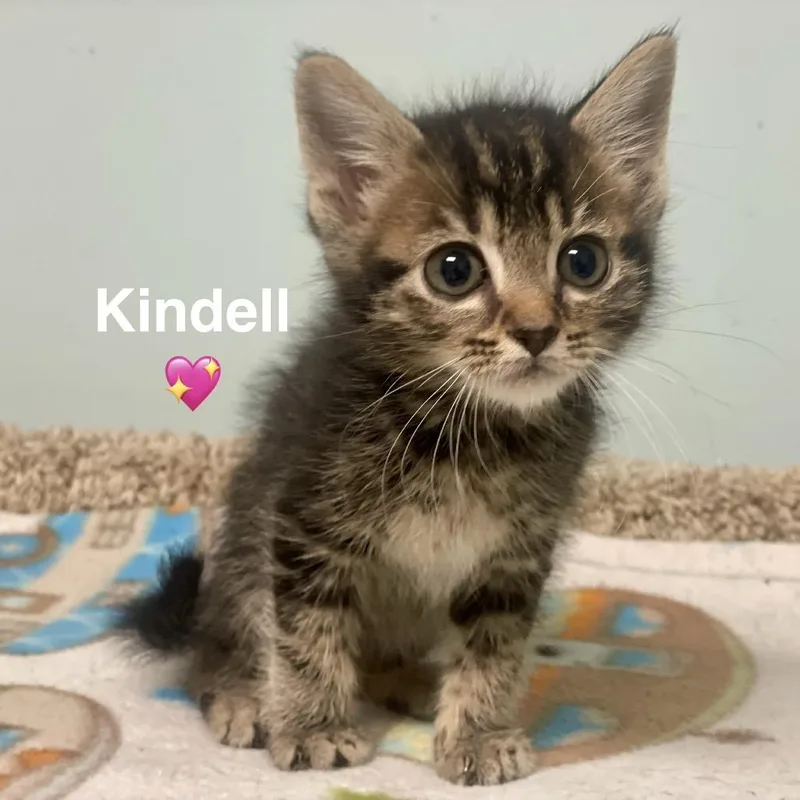 A baby small-sized female Brown / Chocolate Domestic Short Hair cat named Kindell for adoption in Peachtree City, GA
