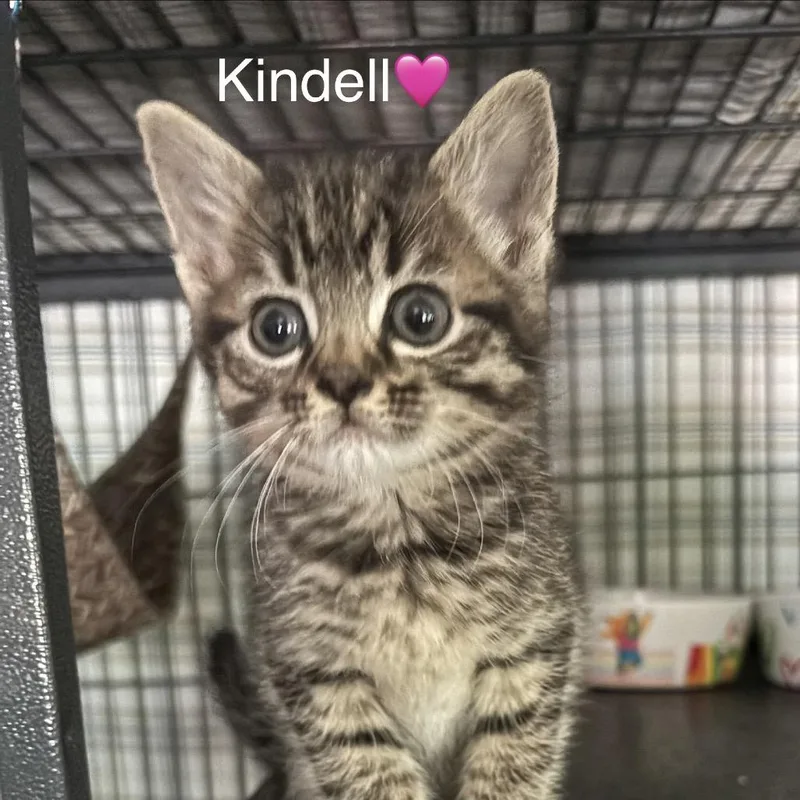 Kindell thumbnail 2