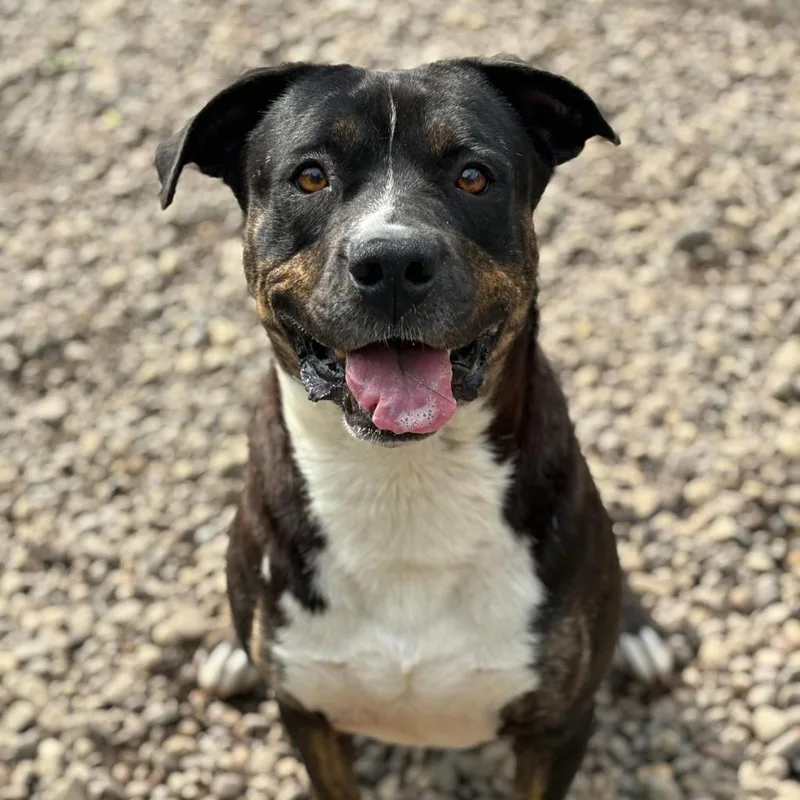 An adult medium-sized male Brindle Mixed Breed dog named Remington for adoption in Huntington, WV