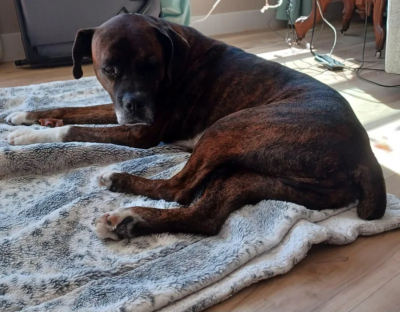A senior large-sized male Boxer dog named Harley for adoption in Columbia, MO
