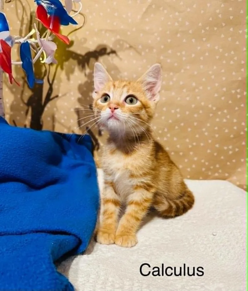 A baby small-sized male Domestic Short Hair cat named Calculus for adoption in Groveland, MA