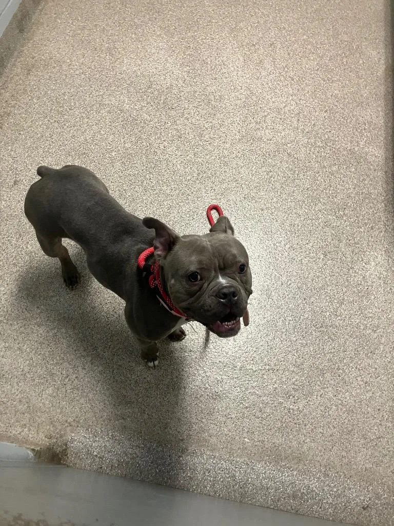 An adult medium-sized female Pit Bull Terrier dog named Fiona for adoption in Troy, OH