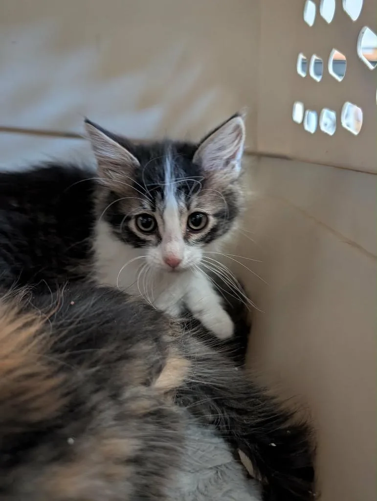 A baby medium-sized male Tabby cat named Tink for adoption in Grand Junction, CO