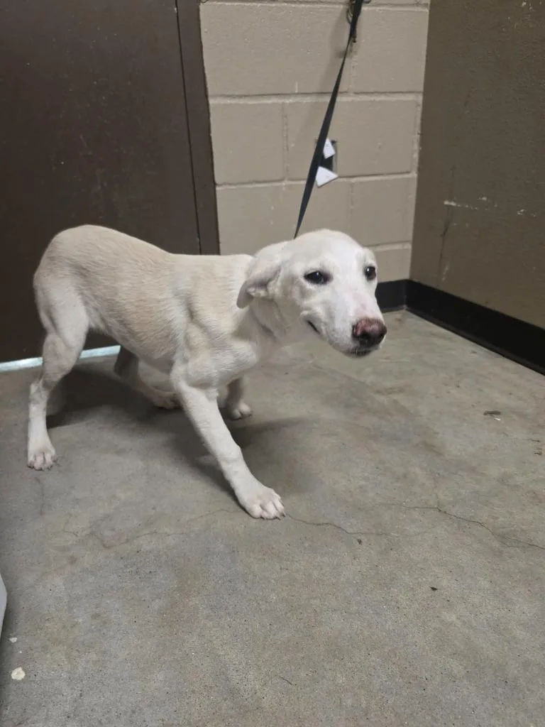 A baby medium-sized male Labrador Retriever dog named Ozzy for adoption in Huntsville, TX