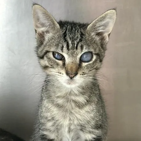 A baby medium-sized male Tabby (Buff / Tan / Fawn) Domestic Short Hair cat named Sonar for adoption in Honesdale, PA