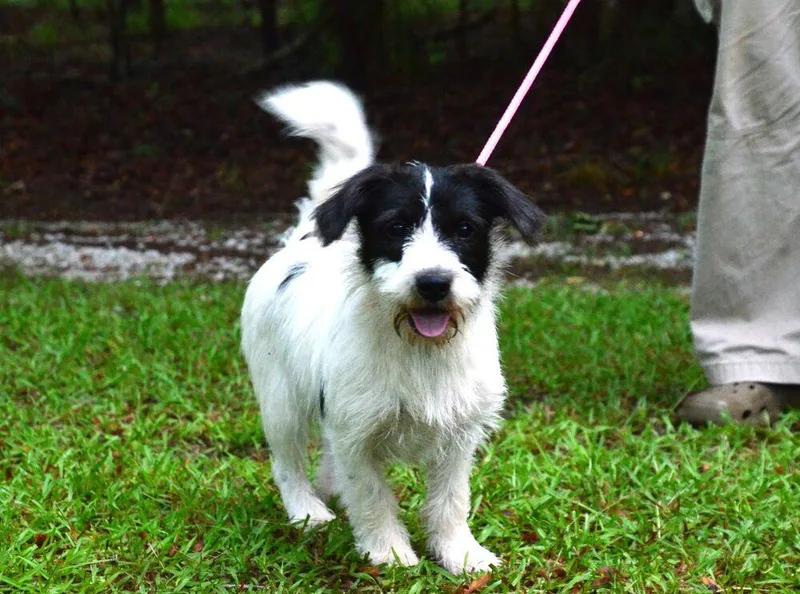 A young small-sized female Tricolor (Brown, Black, & White) Terrier dog named Mona for adoption in Willingboro, NJ