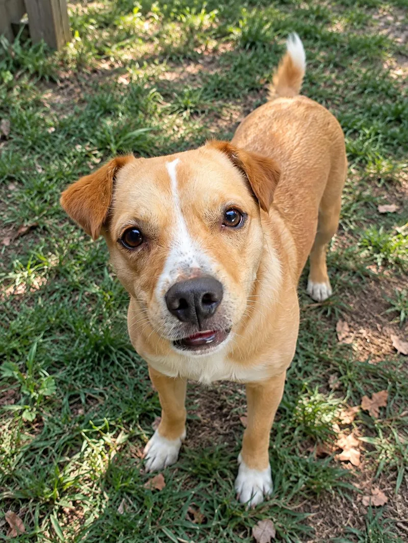 A young small-sized female Apricot / Beige Dachshund dog named Molly for adoption in Virginia Beach, VA