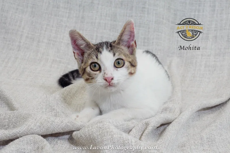 A young medium-sized female Domestic Short Hair cat named Mohita for adoption in Riverside, CA