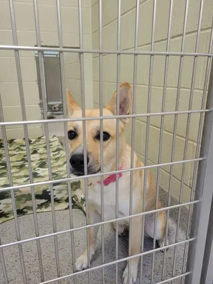 An adult medium-sized female Carolina Dog dog named Sweet Caroline for adoption in Fishers, IN