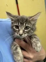 A young medium-sized male Tabby (Gray / Blue / Silver) Domestic Medium Hair cat named Four Loko for adoption in Manitowoc, WI