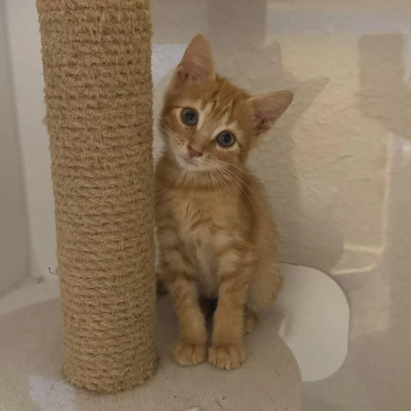 A baby small-sized male Domestic Medium Hair cat named BruceLee for adoption in Seminole, FL
