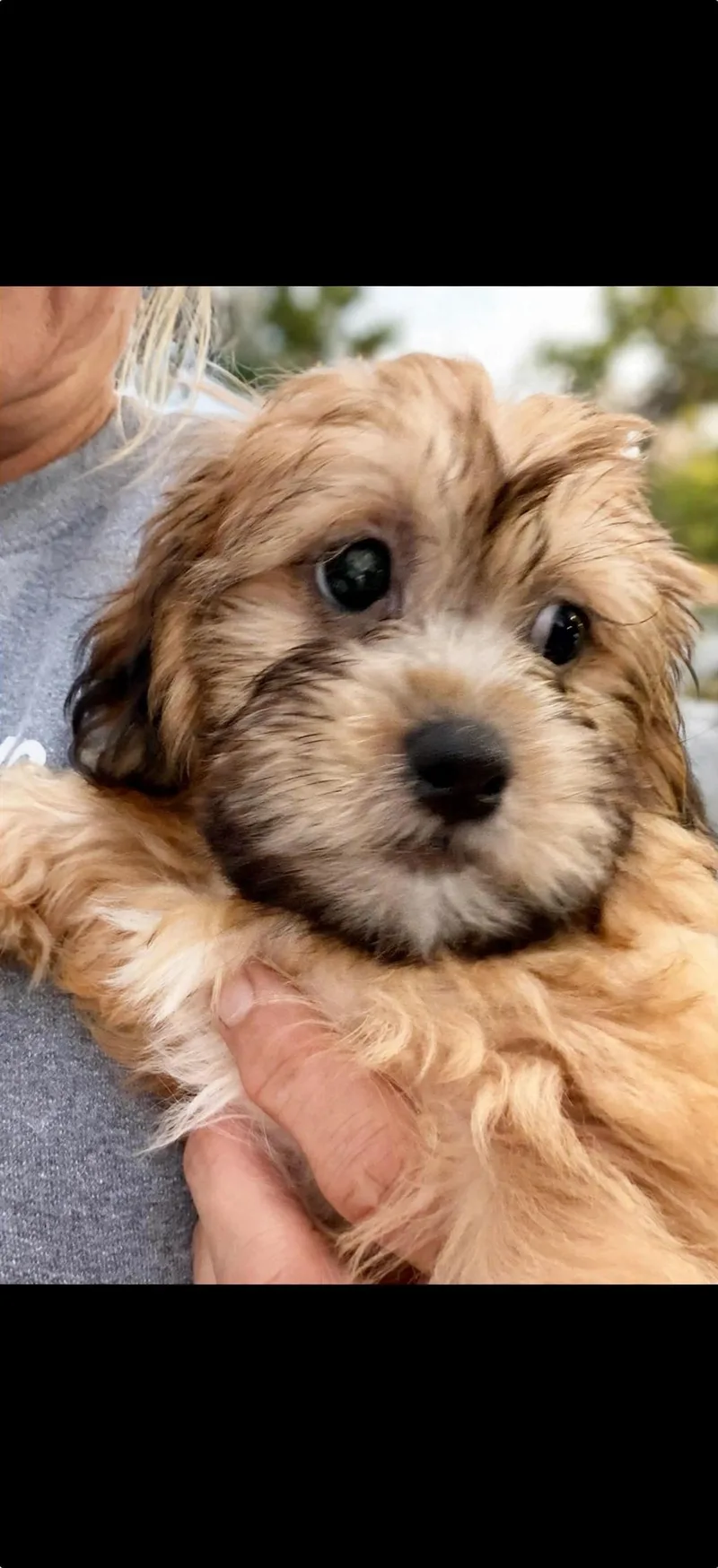 A baby small-sized male Bichon Frise dog named Waffles for adoption in Union Grove, WI