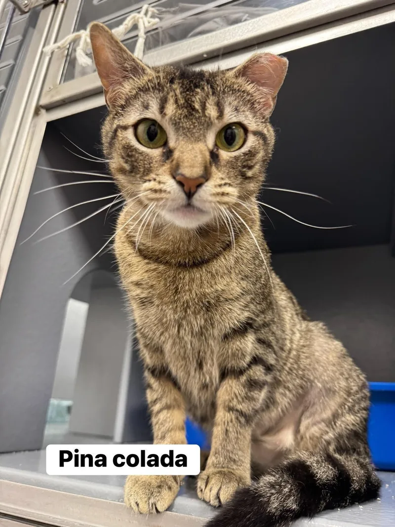 A young medium-sized female Tabby (Brown / Chocolate) Domestic Short Hair cat named Pina Colada for adoption in Staten Island, NY