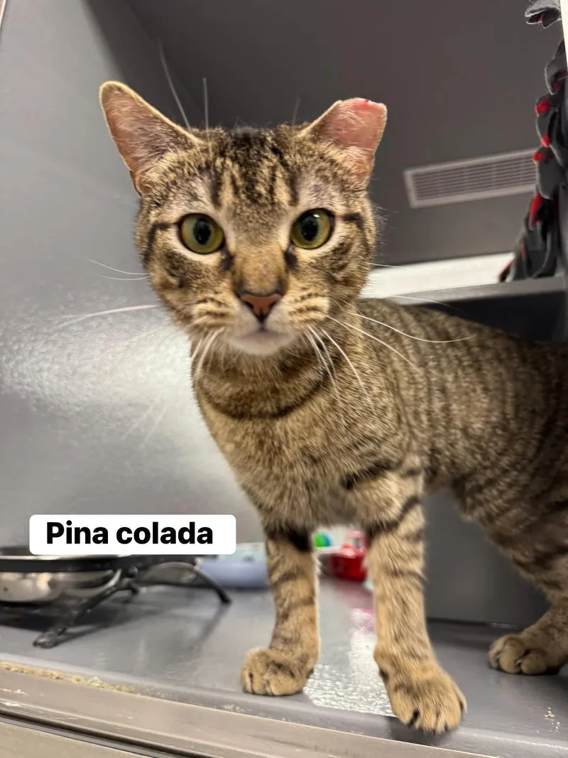 Pina Colada thumbnail 3