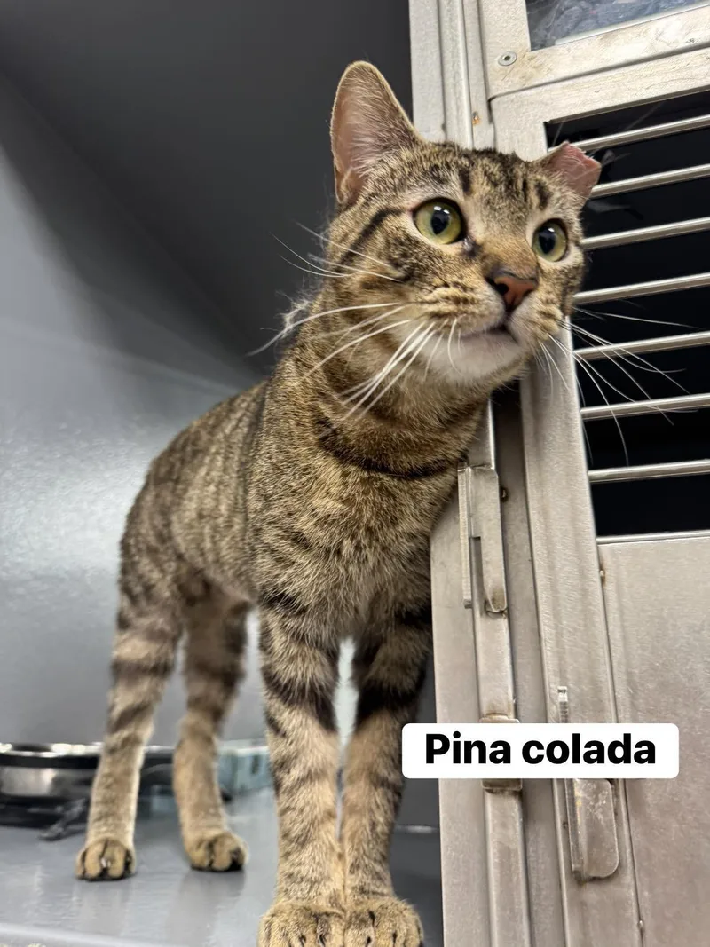 Pina Colada thumbnail 4