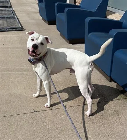 An adult large-sized male American Bulldog dog named Sir for adoption in Dayton, OH
