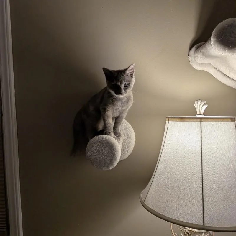 A baby small-sized female Domestic Medium Hair cat named Cinnamon for adoption in Mocksville, NC