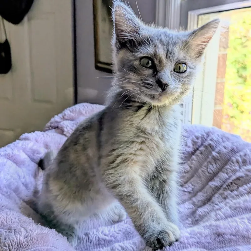 Cinnamon thumbnail 2