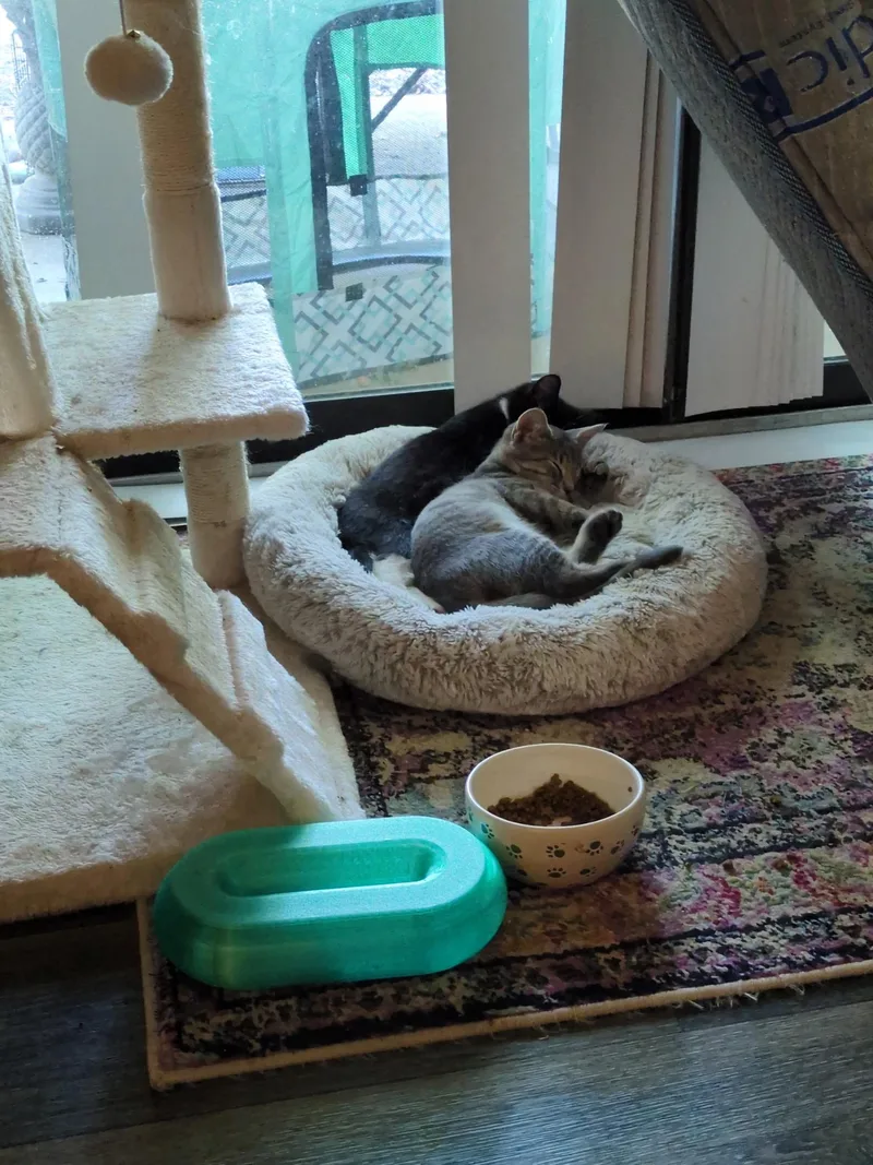 A baby small-sized male Tabby (Gray / Blue / Silver) American Shorthair cat named Bobbert for adoption in North Chesterfield, VA