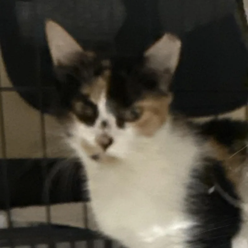 An adult medium-sized female White Domestic Short Hair cat named Khaleesi for adoption in Miami, FL
