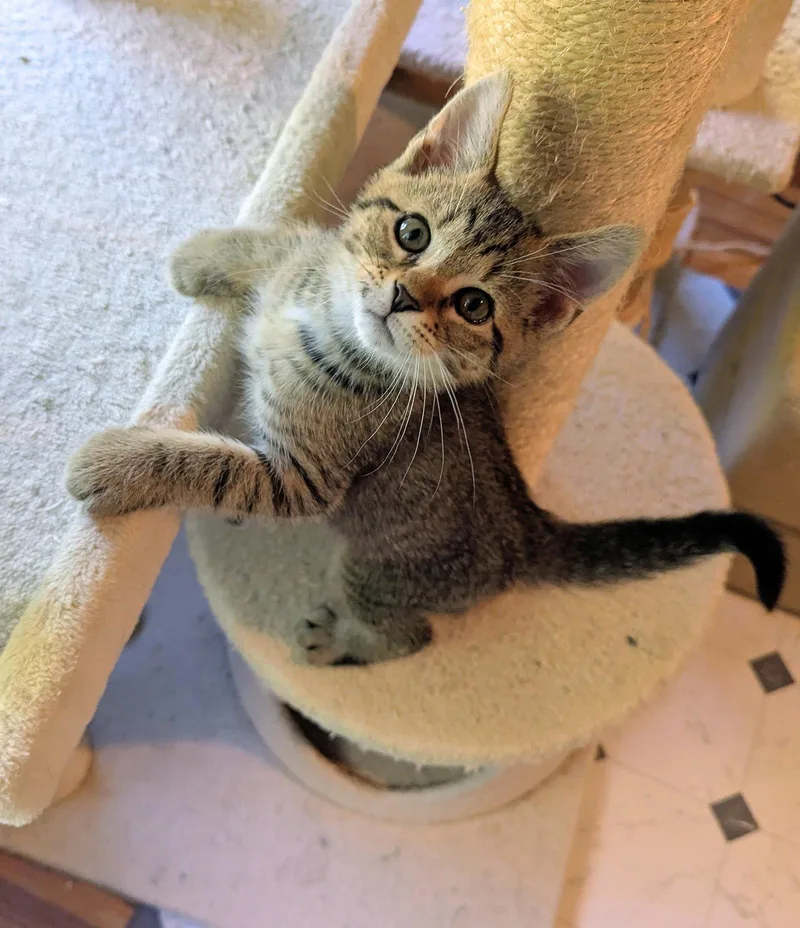 An adult medium-sized male Domestic Short Hair cat named Seymour for adoption in Trenton, NJ